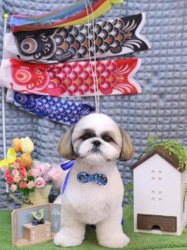 20230520みたらしちゃん